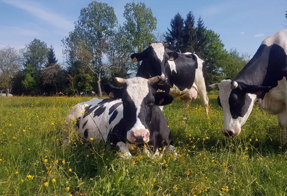 vaches